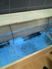 ドクターフィッシュイベント