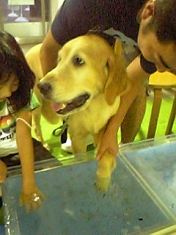 ドクターフィッシュイベント