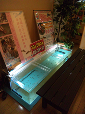 ドクターフィッシュイベント