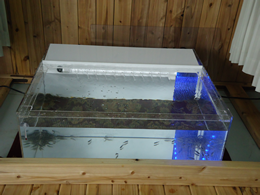 ドクターフィッシュイベント