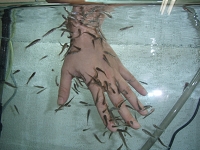 ドクターフィッシュ