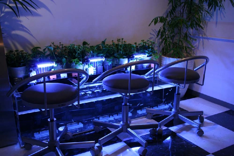 ドクターフィッシュ(ガラルファ) genius world websiteーガラルファ（ドクターフィッシュ）セット販売