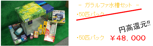 dr.フィッシュ 楽天市場】ドクター フィッシュ（熱帯魚・アクアリウム｜ペット